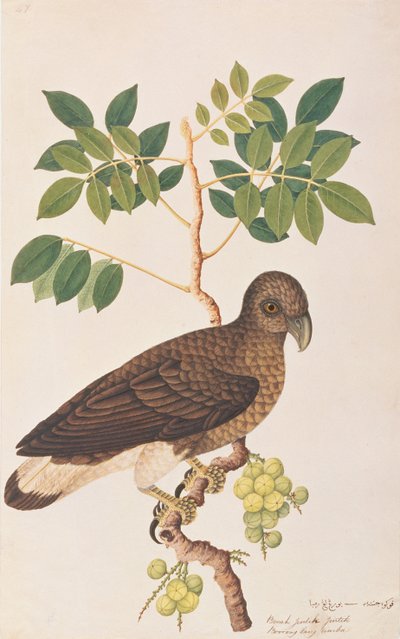Grey-headed Fish Eagle, from Drawings of Birds from Malacca, c.1805-18 by Chinese School